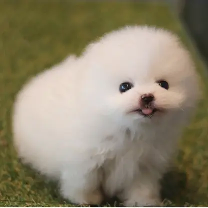 SilentSkua7462의 흰둥이