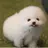 흰둥이