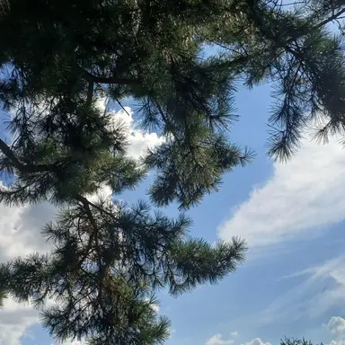 Profile image of 라더