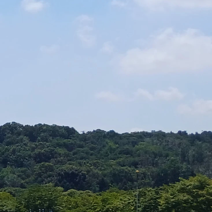 공룡