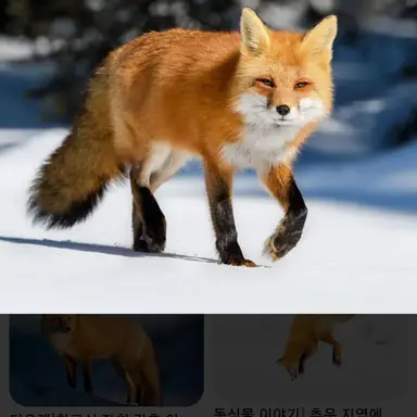 Profile image of 여우