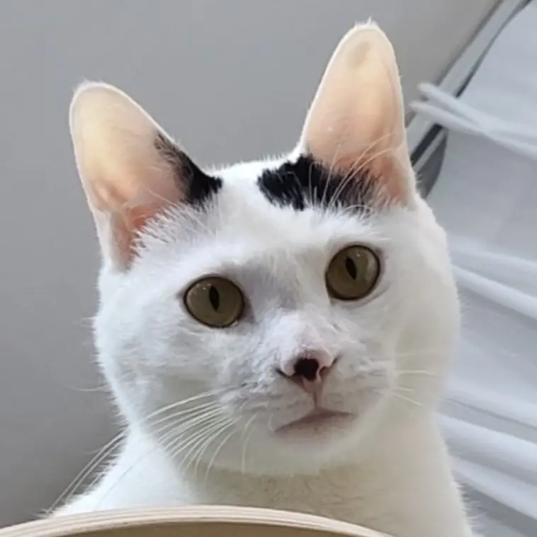 hjy9901008의 고양이