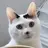 새끼고양이