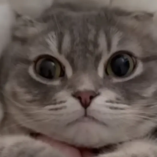 CattyLip6669의 냥냥이