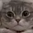 냥냥이