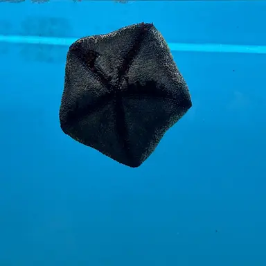 Profile image of 目黒蓮