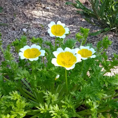 Profile image of 鯖虎