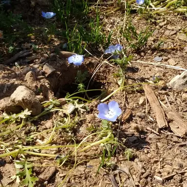 Profile image of きゅえ