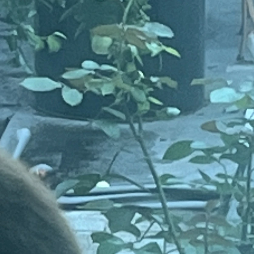 료스키