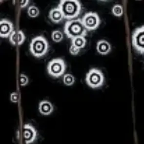 Profile image of 아이즈 기생충