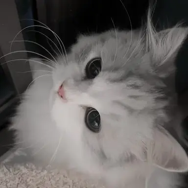 Profile image of ゆうし