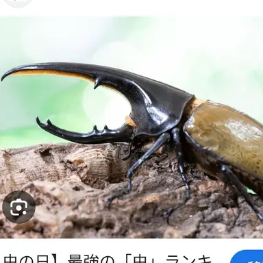Profile image of ヘラクレスオオカブト