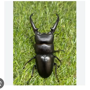 Profile image of ヒラタクワガタ
