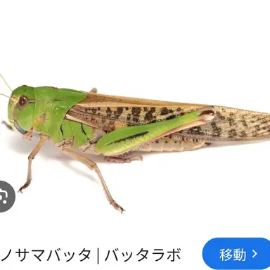 Profile image of トノサマバッタ