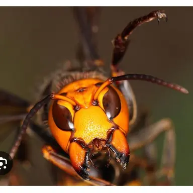 Profile image of オオスズメバチ