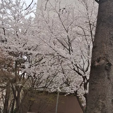 Profile image of 여우