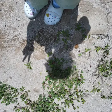 Profile image of 오렌