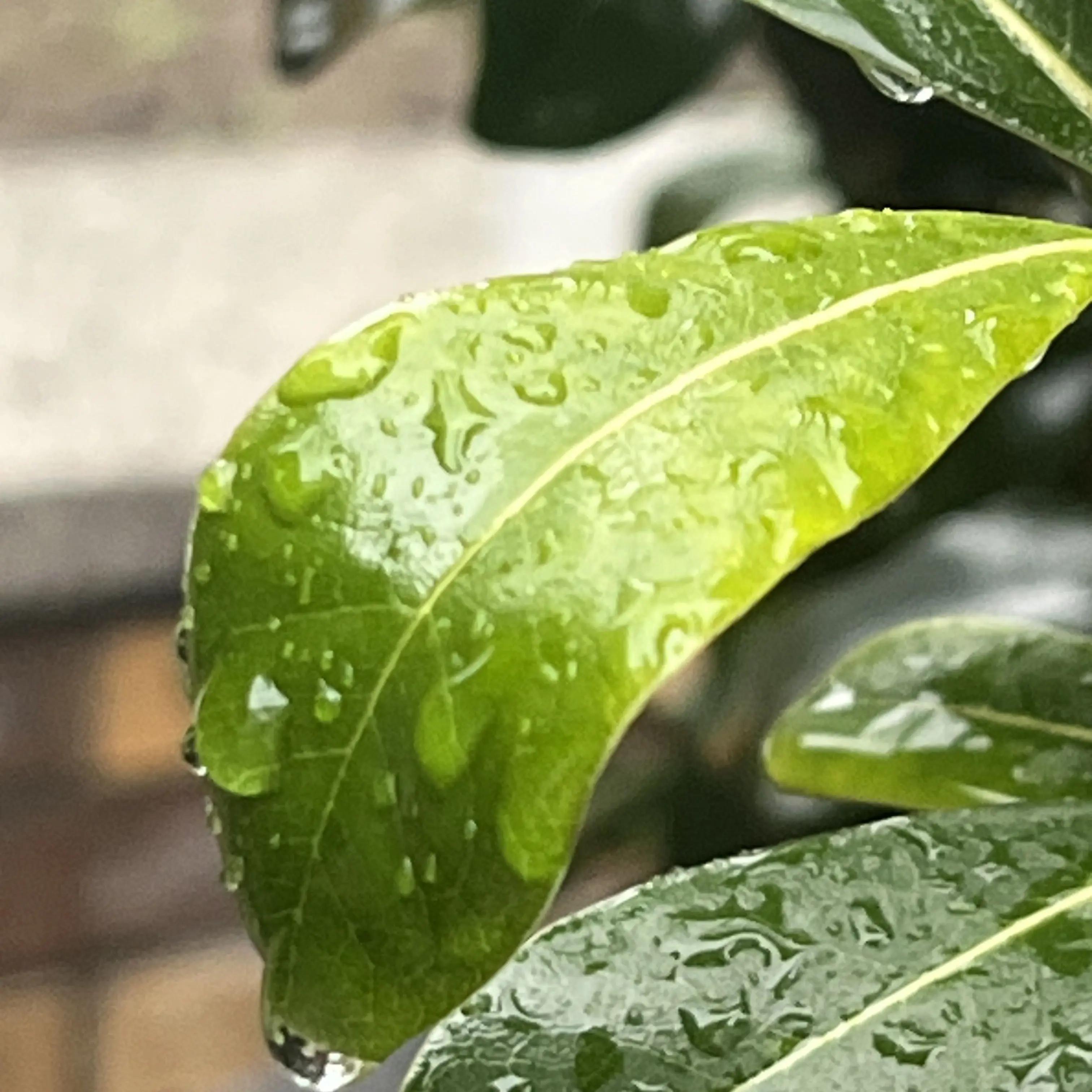 SmallMilk0387의 꽥꽥탐험대