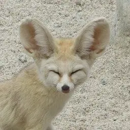 Profile image of キム・ギツネ