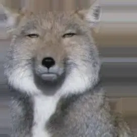 Profile image of キム・オオカミ