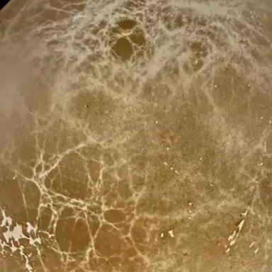 Profile image of ももりん