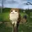 Owlcat