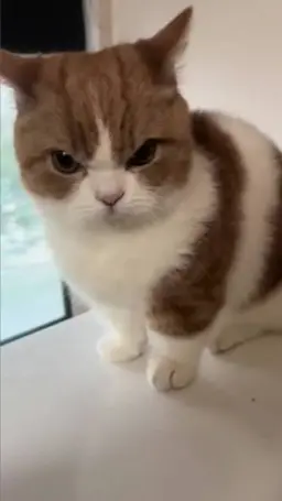 Profile image of 버찌