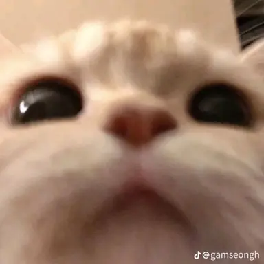 Profile image of 키도이미 카츠