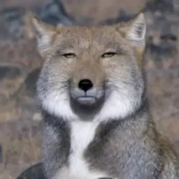 Profile image of Hori