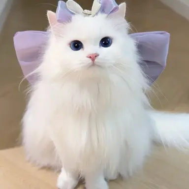 Profile image of Coco