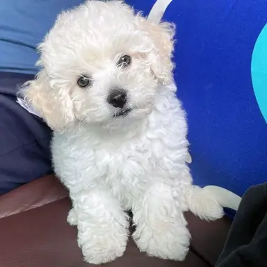 Profile image of ハン・ジソン