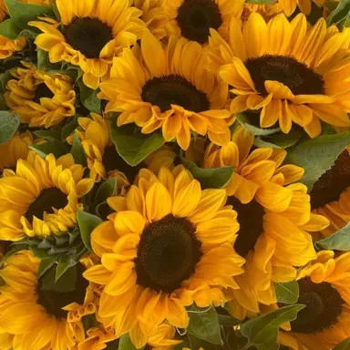 Profile image of 시론