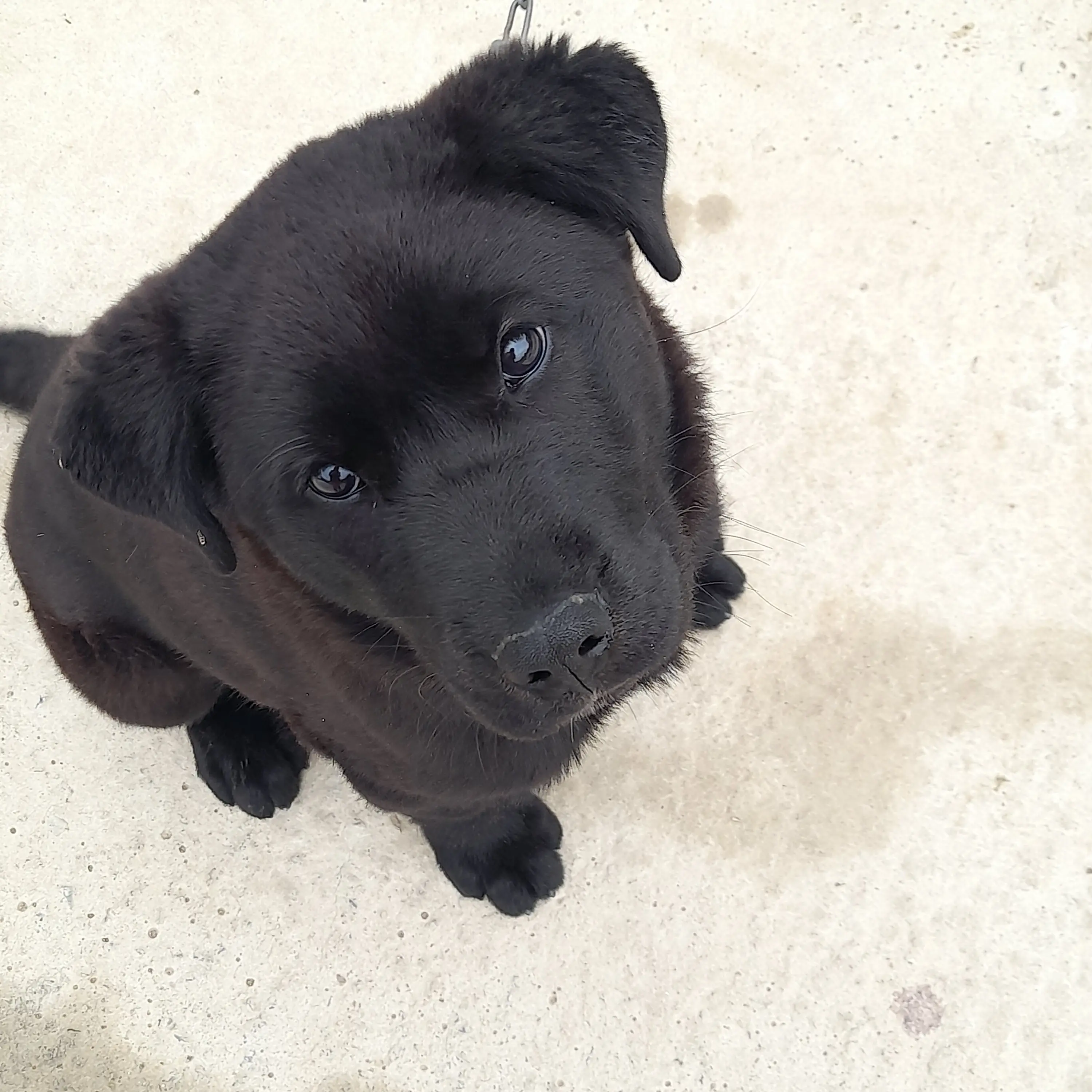 AngryNote9939의 🐶강아지의모임🐶