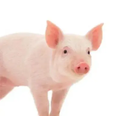 Profile image of 여우