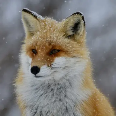 Profile image of 이하리 레이나