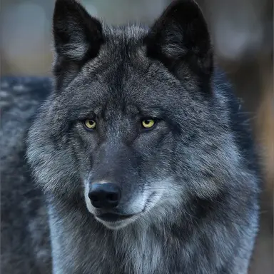 Profile image of Greysan