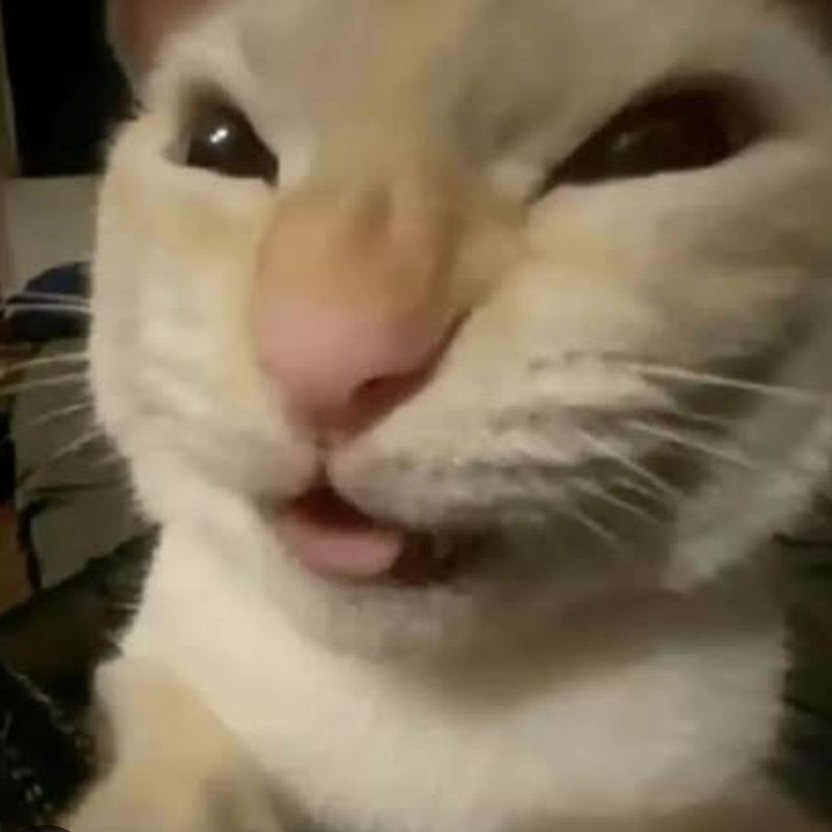 고양이 대표 이미지