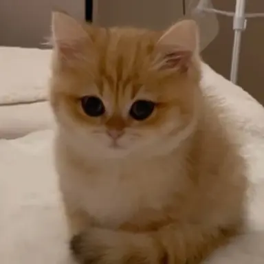 Profile image of 콩이