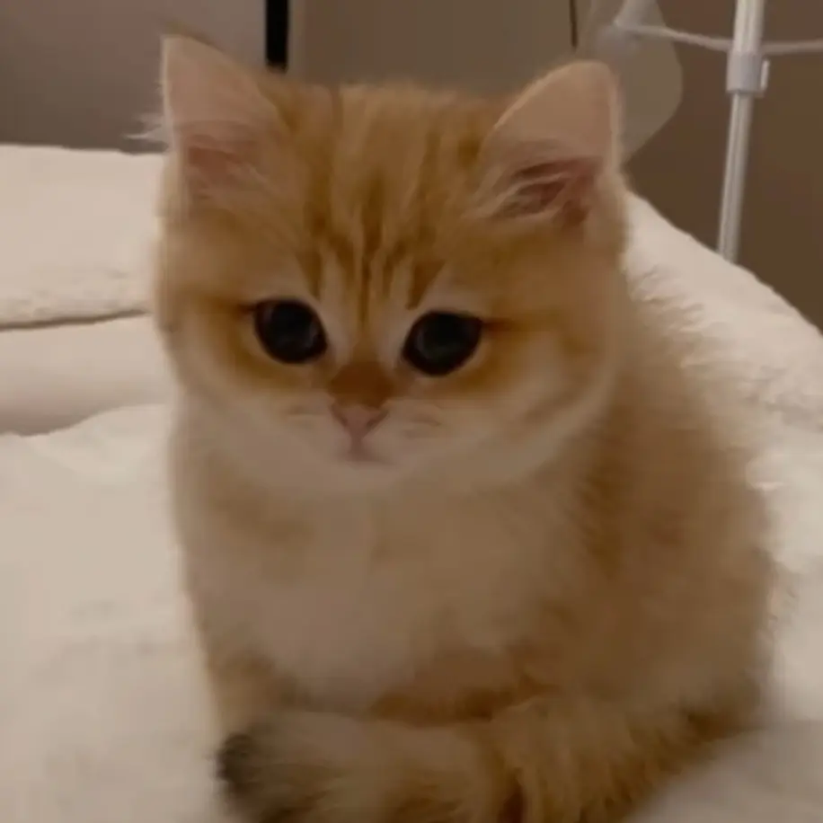 hansion의 콩이