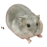 Profile image of 울집 행토리