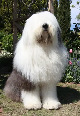 Profile image of 코코