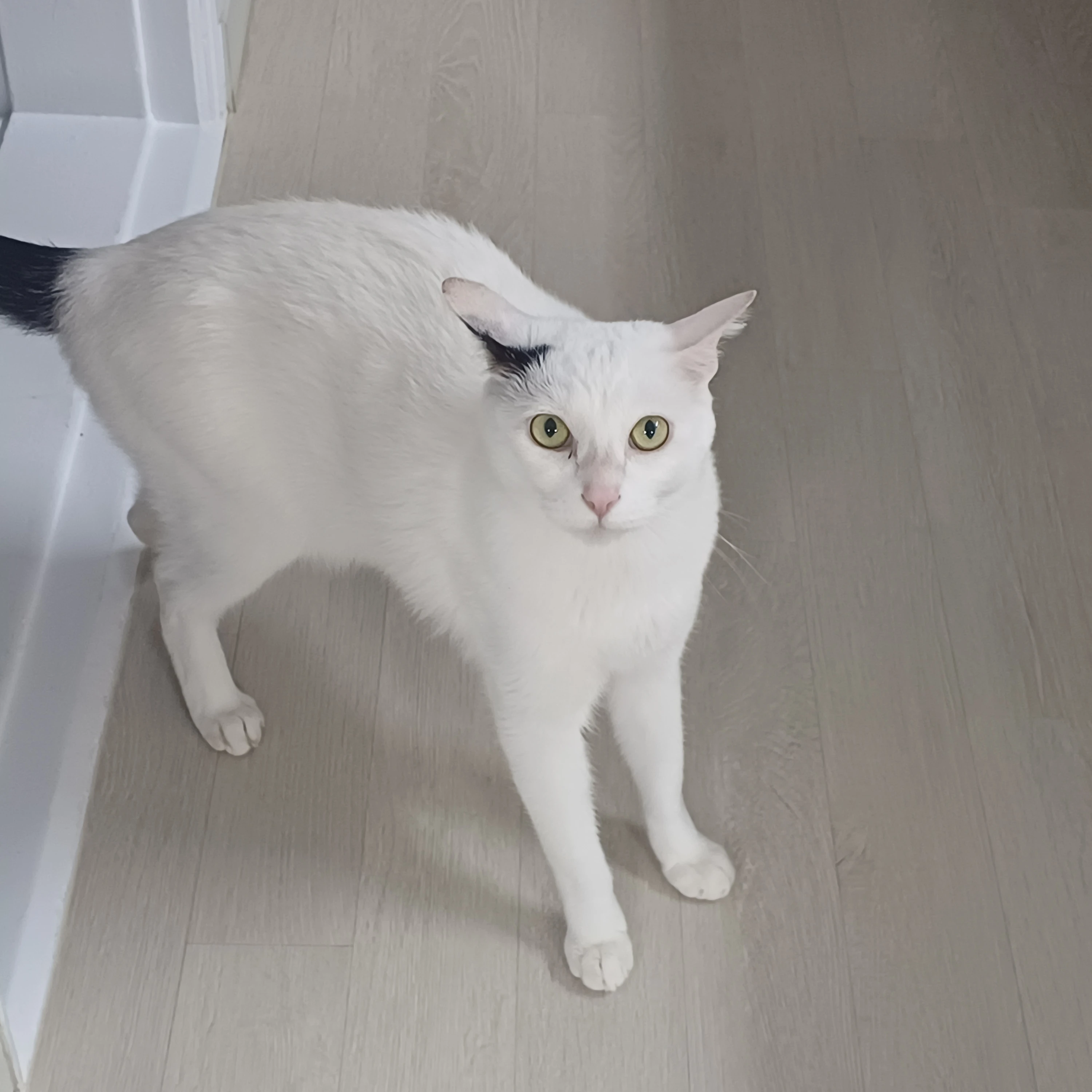 하트