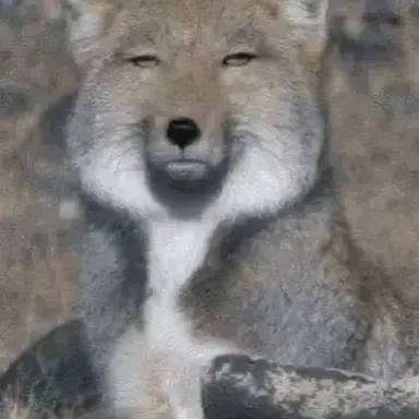 Profile image of 여우