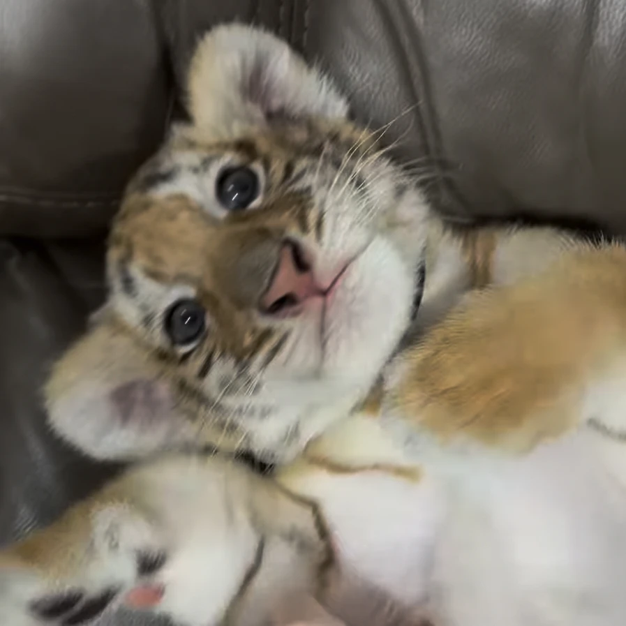 재키
