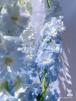 Profile image of 아카네