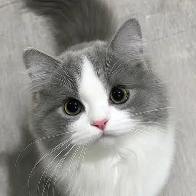 Profile image of 흑콩이