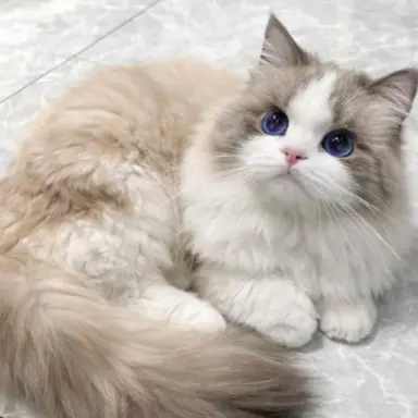Profile image of 흰설이