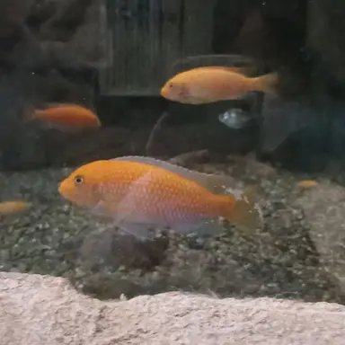 Profile image of 각별