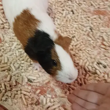 Profile image of 수현