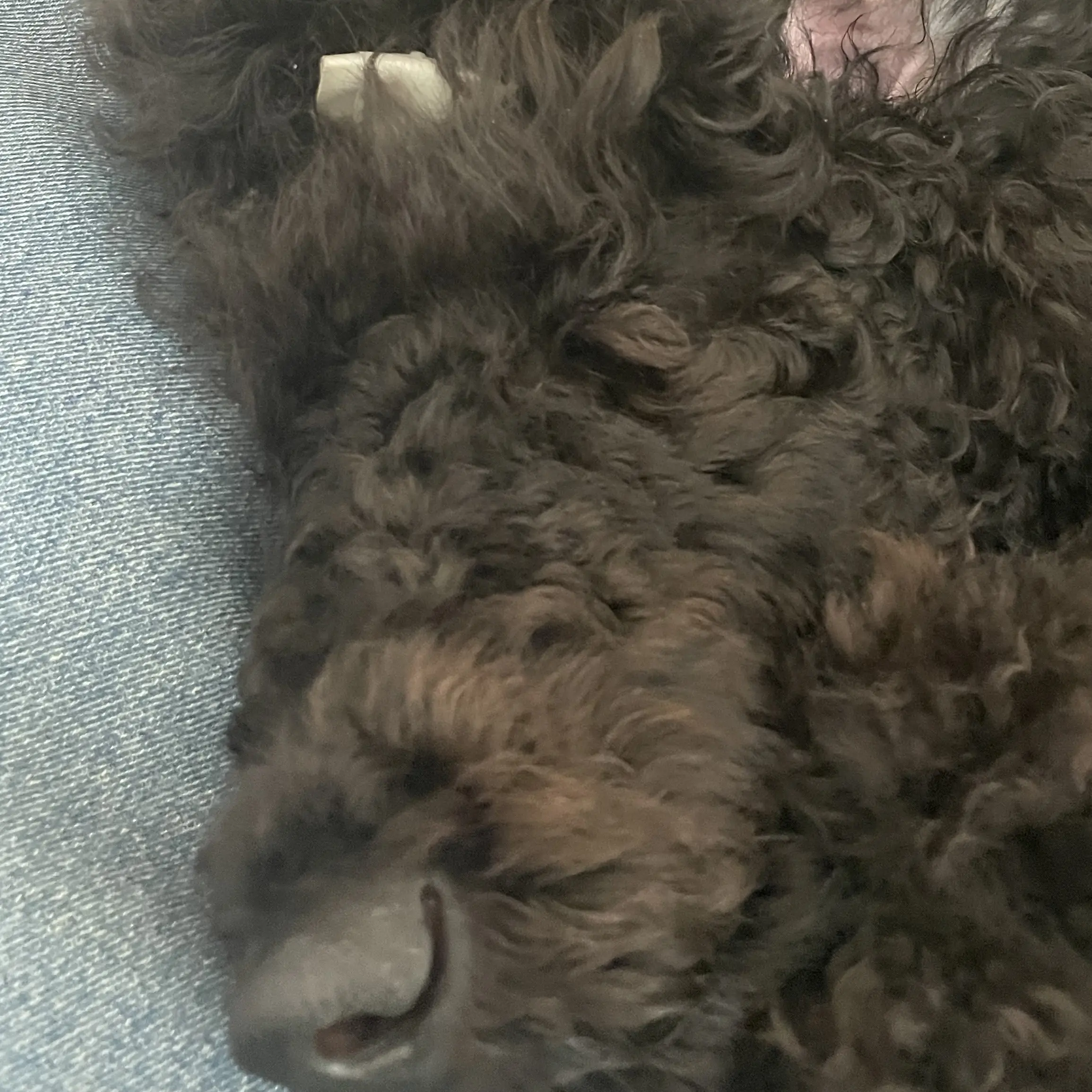 JerkyPeas4340의 実は犬じゃない…
